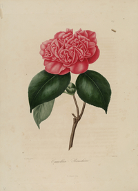 手绘插画 茶花 装饰画 图谱