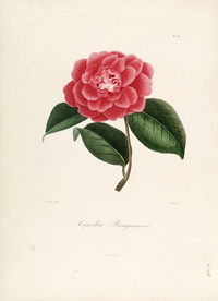 手绘插画 茶花 装饰画 图谱