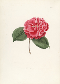 手绘插画 茶花 装饰画 图谱