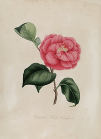 手绘插画 茶花 装饰画 图谱