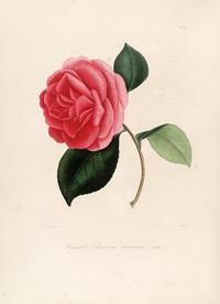 手绘插画 茶花 装饰画 图谱