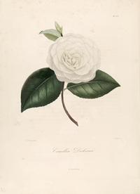 手绘插画 茶花 装饰画 图谱