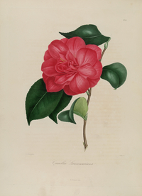 手绘插画 茶花 装饰画 图谱