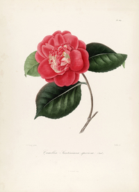 手绘插画 茶花 装饰画 图谱