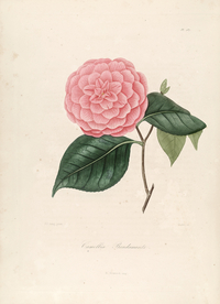 手绘插画 茶花 装饰画 图谱