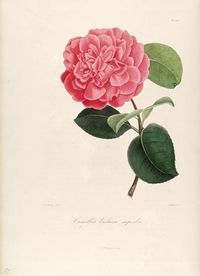 手绘插画 茶花 装饰画 图谱