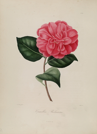 手绘插画 茶花 装饰画 图谱