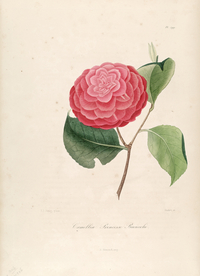 手绘插画 茶花 装饰画 图谱