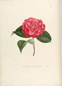 手绘插画 茶花 装饰画 图谱