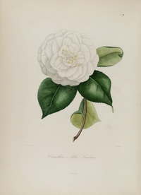 手绘插画 茶花 装饰画 图谱