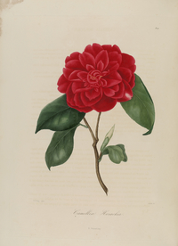 手绘插画 茶花 装饰画 图谱