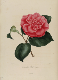 手绘插画 茶花 装饰画 图谱