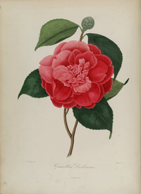 手绘插画 茶花 装饰画 图谱