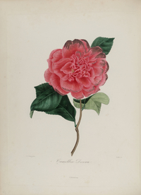 手绘插画 茶花 装饰画 图谱