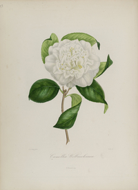 手绘插画 茶花 装饰画 图谱