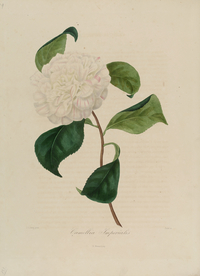 手绘插画 茶花 装饰画 图谱