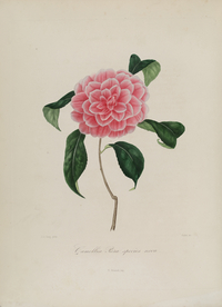 手绘插画 茶花 装饰画 图谱