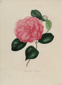 手绘插画 茶花 装饰画 图谱