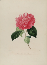 手绘插画 茶花 装饰画 图谱