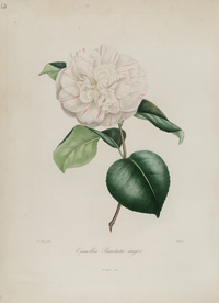 手绘插画 茶花 装饰画 图谱