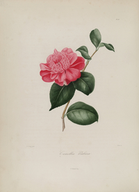 手绘插画 茶花 装饰画 图谱