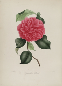 手绘插画 茶花 装饰画 图谱