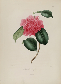 手绘插画 茶花 装饰画 图谱