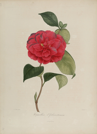 手绘插画 茶花 装饰画 图谱