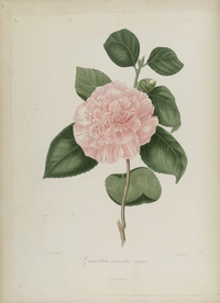 手绘插画 茶花 装饰画 图谱