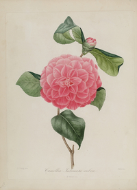 手绘插画 茶花 装饰画 图谱