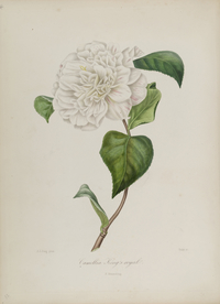 手绘插画 茶花 装饰画 图谱