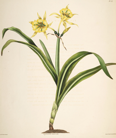 手绘插画 装饰画 花草图谱