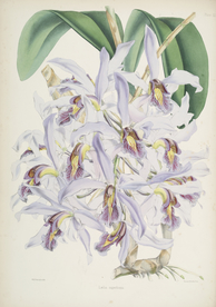 手绘插画 花卉装饰画 花草图谱