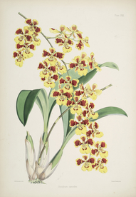 手绘插画 花卉装饰画 花草图谱