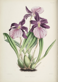 手绘插画 花卉装饰画 花草图谱