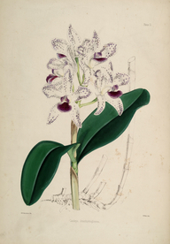 手绘插画 花卉装饰画 花草图谱