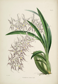 手绘插画 花卉装饰画 花草图谱