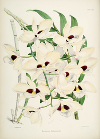 手绘插画 花卉装饰画 花草图谱