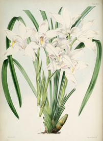 手绘插画 花卉装饰画 花草图谱