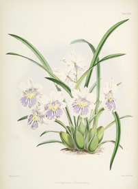 手绘插画 花卉装饰画 花草图谱