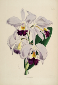 手绘插画 花卉装饰画 花草图谱