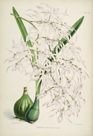 手绘插画 花卉装饰画 花草图谱