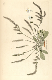 手绘插画 花卉装饰画 花草图谱