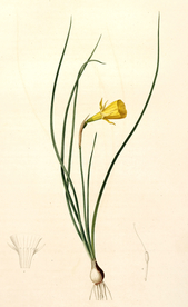 手绘插画 花卉装饰画 花草图谱