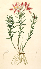 手绘插画 花卉装饰画 花草图谱