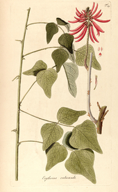 手绘插画 花卉装饰画 花草图谱