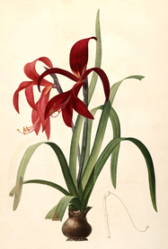 手绘插画 花卉装饰画 花草图谱