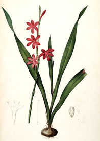 手绘插画 花卉装饰画 花草图谱