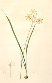 手绘插画 花卉装饰画 花草图谱