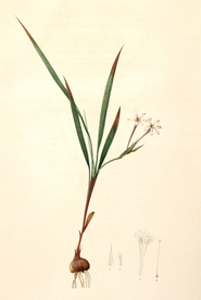 手绘插画 花卉装饰画 花草图谱